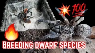 New breeding project (dwarf tarantulas) Muntik na makain ang  isang male😆