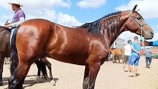 Os Melhores cavalos mangalarga na Feira de cavalo de Caruaru #cavalo 