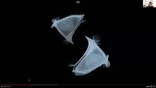 The Art of Listening: Interspecies Stories, Sensory Worlds and Radical Kinship