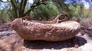 Desert Spiny Lizards male and female