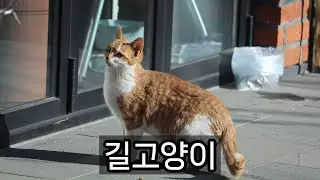 길고양이 - 2025년 12월