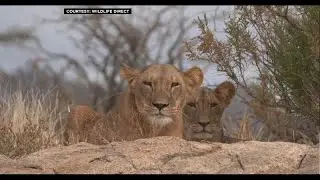 Le 10 ao&ucirc;t, journ&eacute;e mondiale du lion, animal class&eacute; 