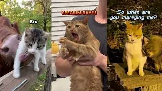 Funny Animal and human voice acting compilation#comedy #voice