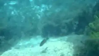 SCUBA Diving Lake Travis