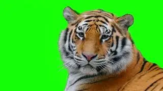 tiger green screen video, green screen, tiger green screen, green screen tiger, big tiger look HD