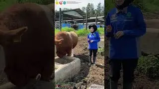 Kliling Kandang episode 01. pengenalan sapi Simmental Vaforit BIB Lembang 2024
