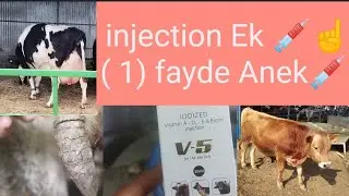V-5 injection ke kya hai fayde Hamare Pashu ko aur kaun si  pashuon ko Hoti Hai Iski jarurat...?