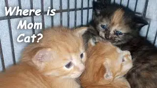 Scared Kitten Hisses to Protect a Lonely Orphan Baby 🙀 | POOR KITTEN Nursed by Big Cat