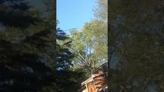 Balloon rescue