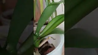 Папайя таки зібралась квітнути #orchid #орхідеї #орхідея #orchids  #flowers #garden #plants #квіти