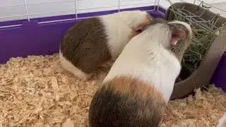 Paw Inspired Disposable Cage Liners Unboxing and Review | Best Cage Liners for Guinea Pigs