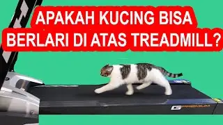 EKSPERIMEN KUCING BERLARI DI ATAS TREADMILL