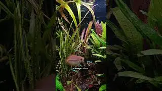 Cryptocorynes: perfect low-tech plant or an over dramatic melter?