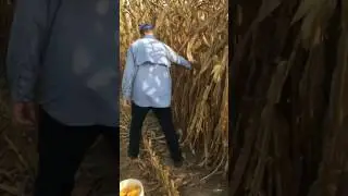 Checking weak corn stalks, harvest 2016