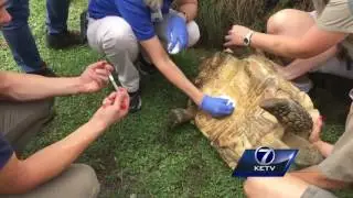 Treating animals through medicine