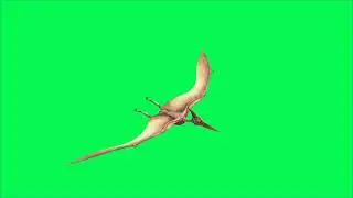 Pterodactyl flying with sound green background for Videos making