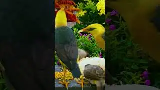Cat TV for Cats to Watch 😸 Birds #birdsounds, #Cattv #tvforcats , #cats , #birdforcats , #tvfordogs