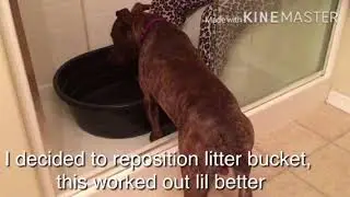 SUE AILSBY TRAINING LEVEL (shaping shower litter bucket training)