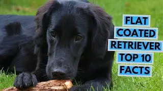 Flat Coated Retriever - TOP 10 Interesting Facts