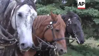 A farmer in central New York doesn't believe in using tractors or anything else with an engine to wo