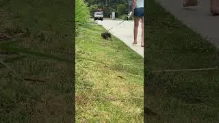 Cute fluffy bunny tail. Benjamin goes for a walk.