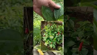 Red button ginger | tropical plant #plants #houseplants #gardening #garden
