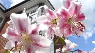 Oriental Hybrids - Lilium - Austurlandablendingur - Skrautliljur - Trompetliljublendingar