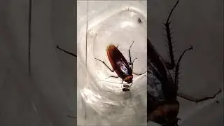 1,2,3 start cockroach #shorts #funny #aymanblog #cockroach #ipis