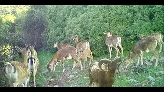 Muflones y cr&iacute;as de gamo