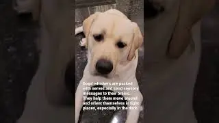Fun fact about dogs whiskers.