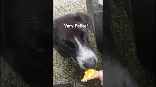 The Most Polite Pup You'll Ever Meet! #doglover #balidog #puppy #puppygram