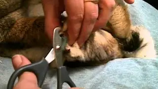 sientje hoe til je een fransoos en knip je de nagels