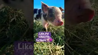The Bacon seeds are growing! #piglets #baconseeds