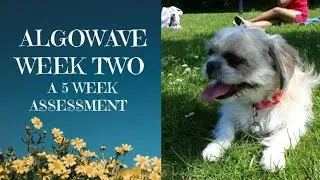 Algowave (Week 2) A 5 week evaluation of Algowave's crypto trading performance