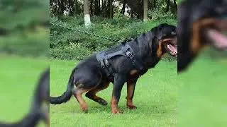 중대형견 하네스 다기능 앞섬방지