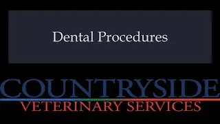Veterinary Dental Procedure