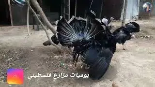 تعرف على اسباب اكل البيوض عند انثي الديك الرومي/كيف تعالج  المشكله