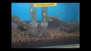 Colorado Native Aquatics Endangered Chubs, Suckers, and Darters