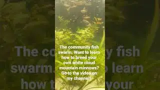 Feeding the Community Fish Swarm! #fish #fishkeeping #aquarium #fishfeeding #reptiles #snake #frog