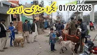 Bakra Mandi Lahore Sunday update Daroghewala GT Road Lahore Pakistan 