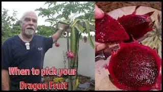 Harvesting Dragon Fruit: Signs it's Ready to Pick