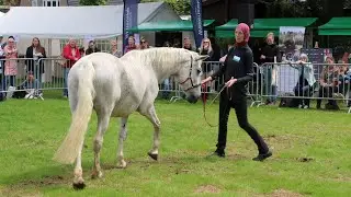 Het laatste optreden van Snuitje op de Dag van het Oudere Paard  | 𝘚𝘯𝘶𝘪𝘵𝘢𝘣𝘭𝘦