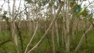 Status and Trends of the Wet Tropics Rainforest