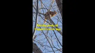 Rescuing unruly cat trapped in tree for days