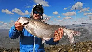 Fishing for Big Blue Catfish at LaSalle Lake! (Bank Fishing with Cut Bait)