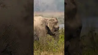Happy World Elephants Day 2024 | Production Rise Media Network