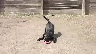 Maya &mdash; Black Beauty of Labrador Retriever Breed