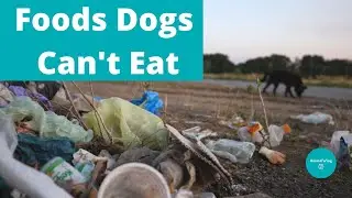 Foods Dogs Can't Eat