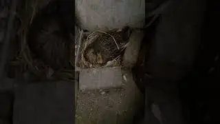 Jangli Batakh kurak, Polish Hens, wild duck making nest #duck #chicks #duckhunting