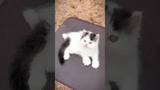 Cute kitty 💕 | Persian cats for life | Persian cat | Cats for sale | Cat video | Cute persian cat